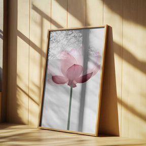 Lotus Flower Poster