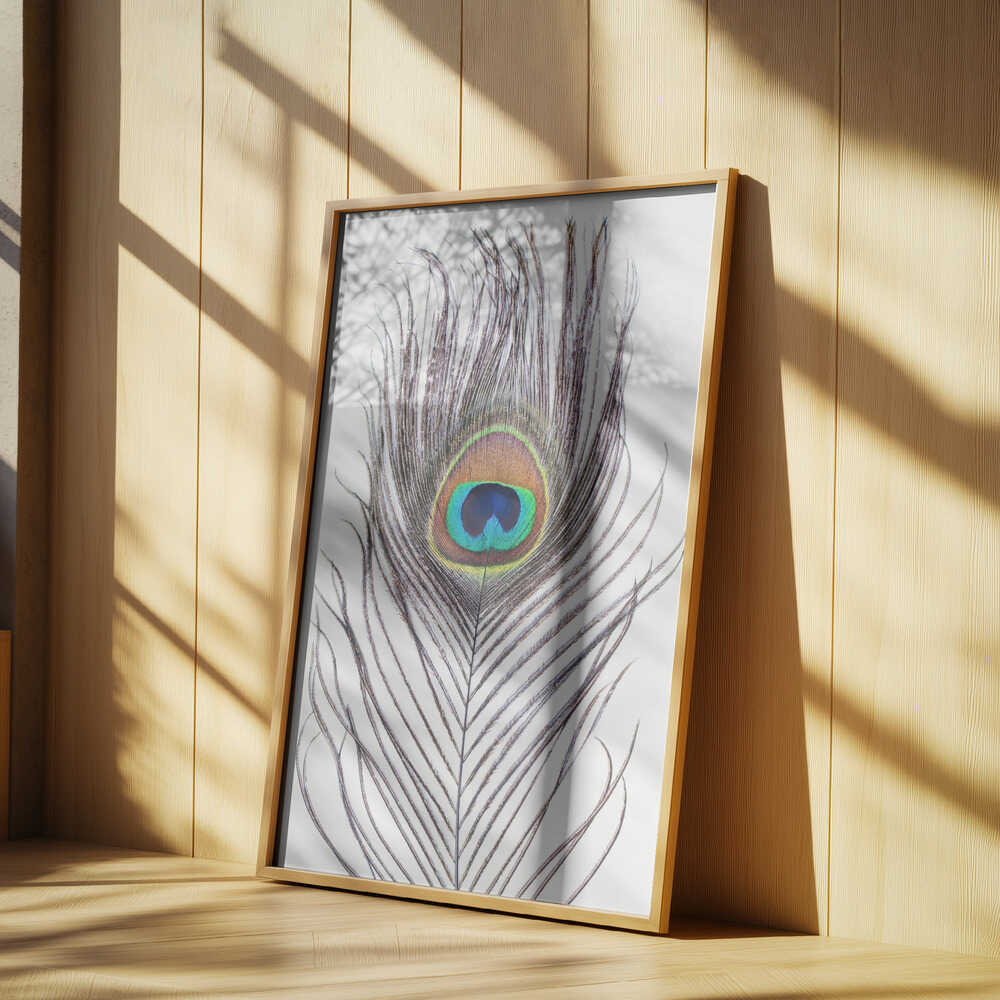 Peacock Feather Poster