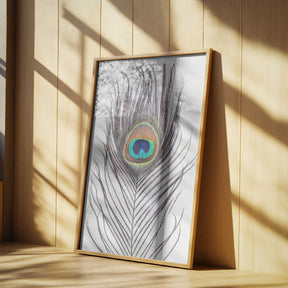 Peacock Feather Poster