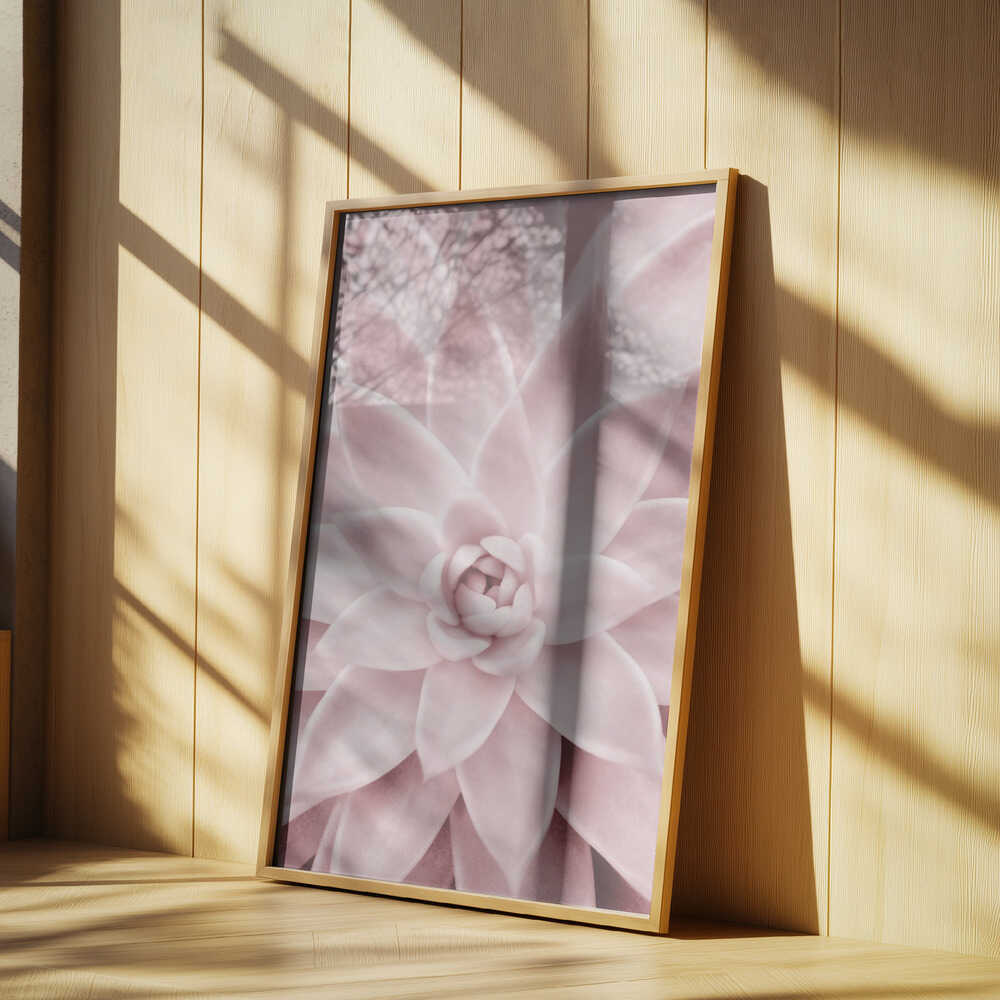 Pink Succulent Poster