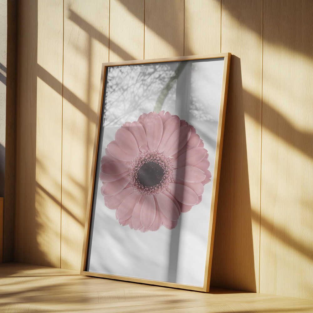 Pink Gerbera II Poster