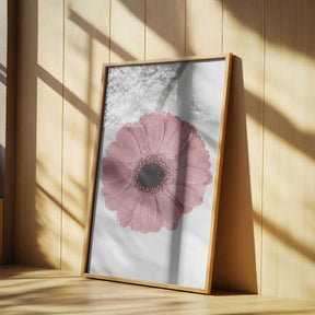 Pink Gerbera II Poster