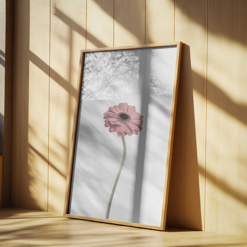 Pink Gerbera Poster