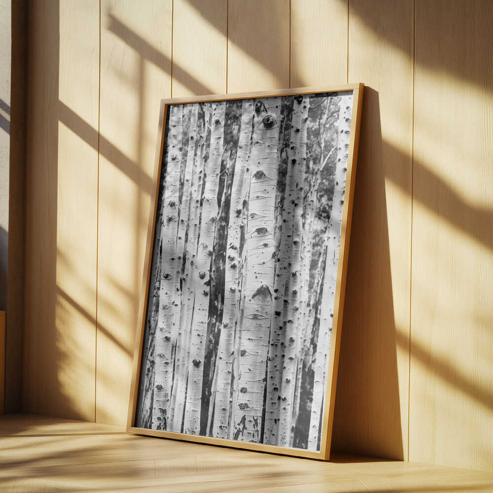 Birches Poster