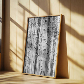 Birches Poster