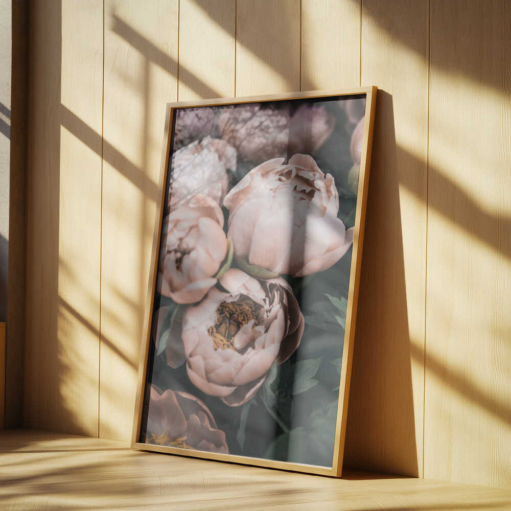 Coral Peonies Poster