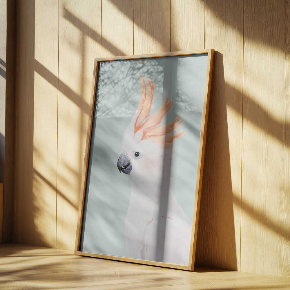 Cockatoo Poster