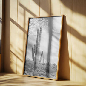 Saguaro B&amp;W Poster