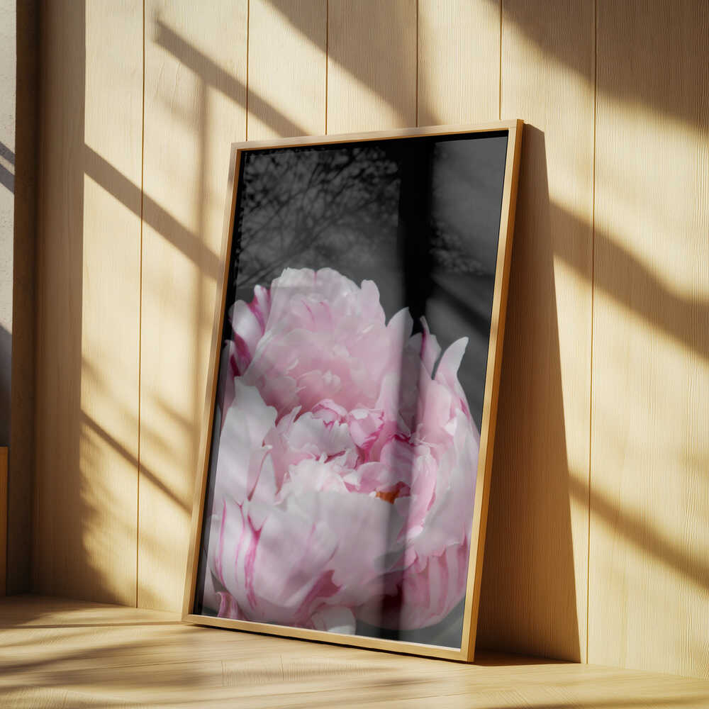 Pink peony VIII Poster