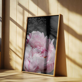 Pink peony VIII Poster