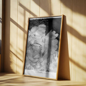 Enjoy the little things peony BW Poster