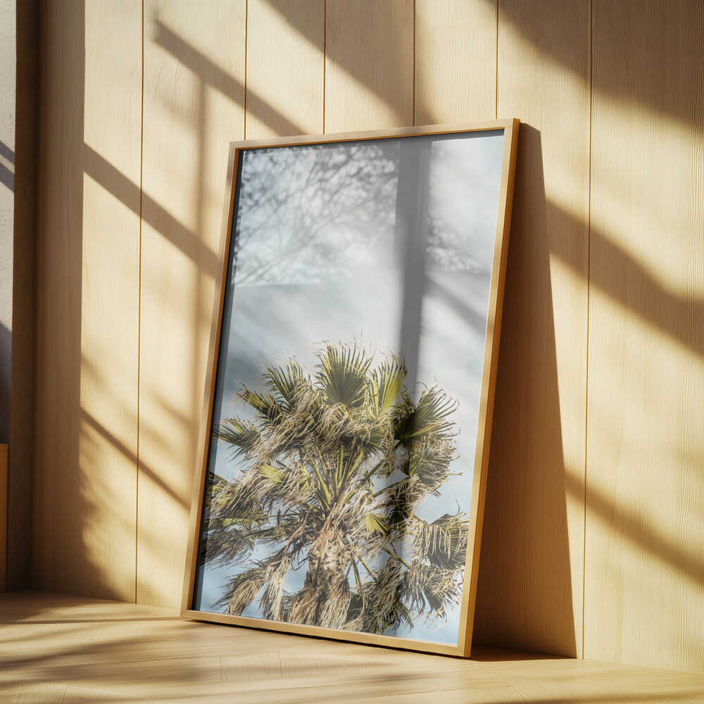 Sunlit Fronds Poster