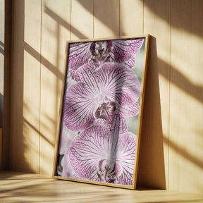 Tiger Blooms Poster