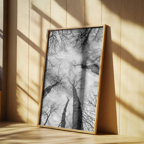 Reaching Branches Poster