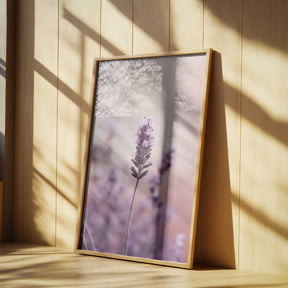 Lavender Serenity Poster