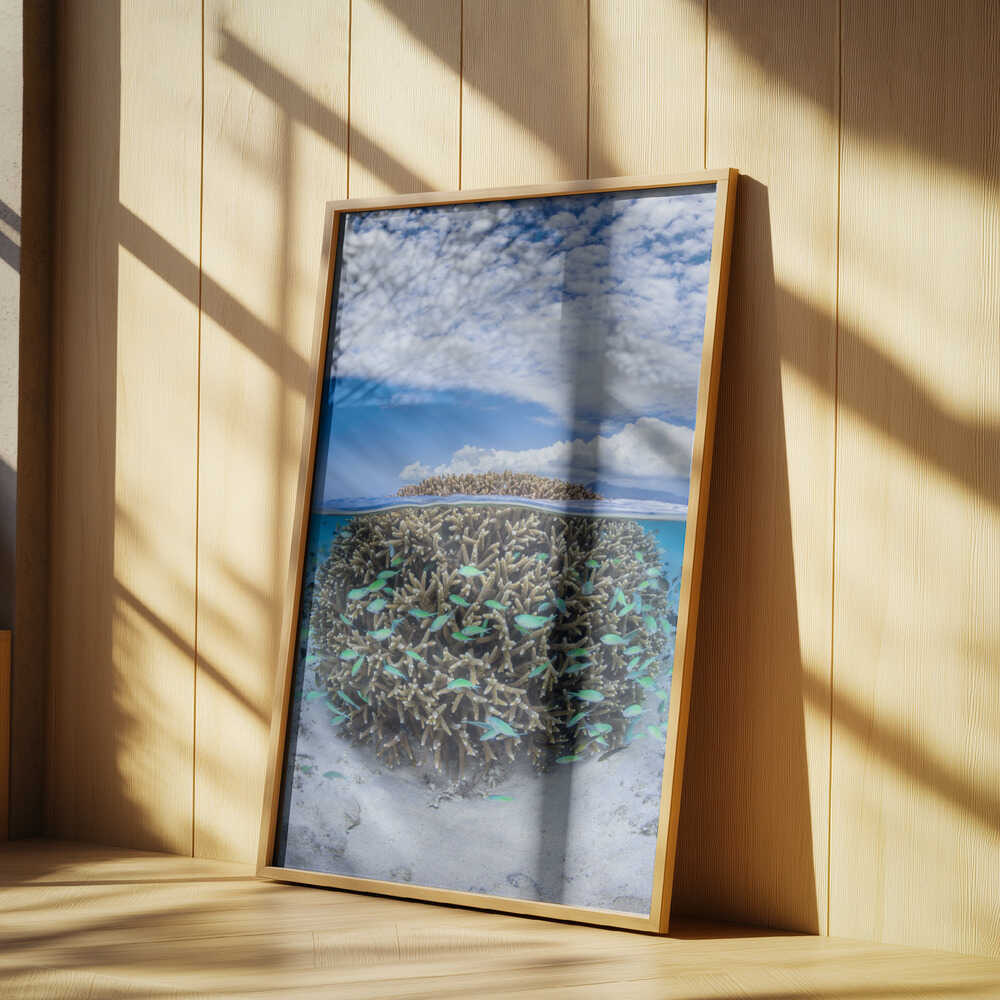 Coral Ball from Mayotte Poster