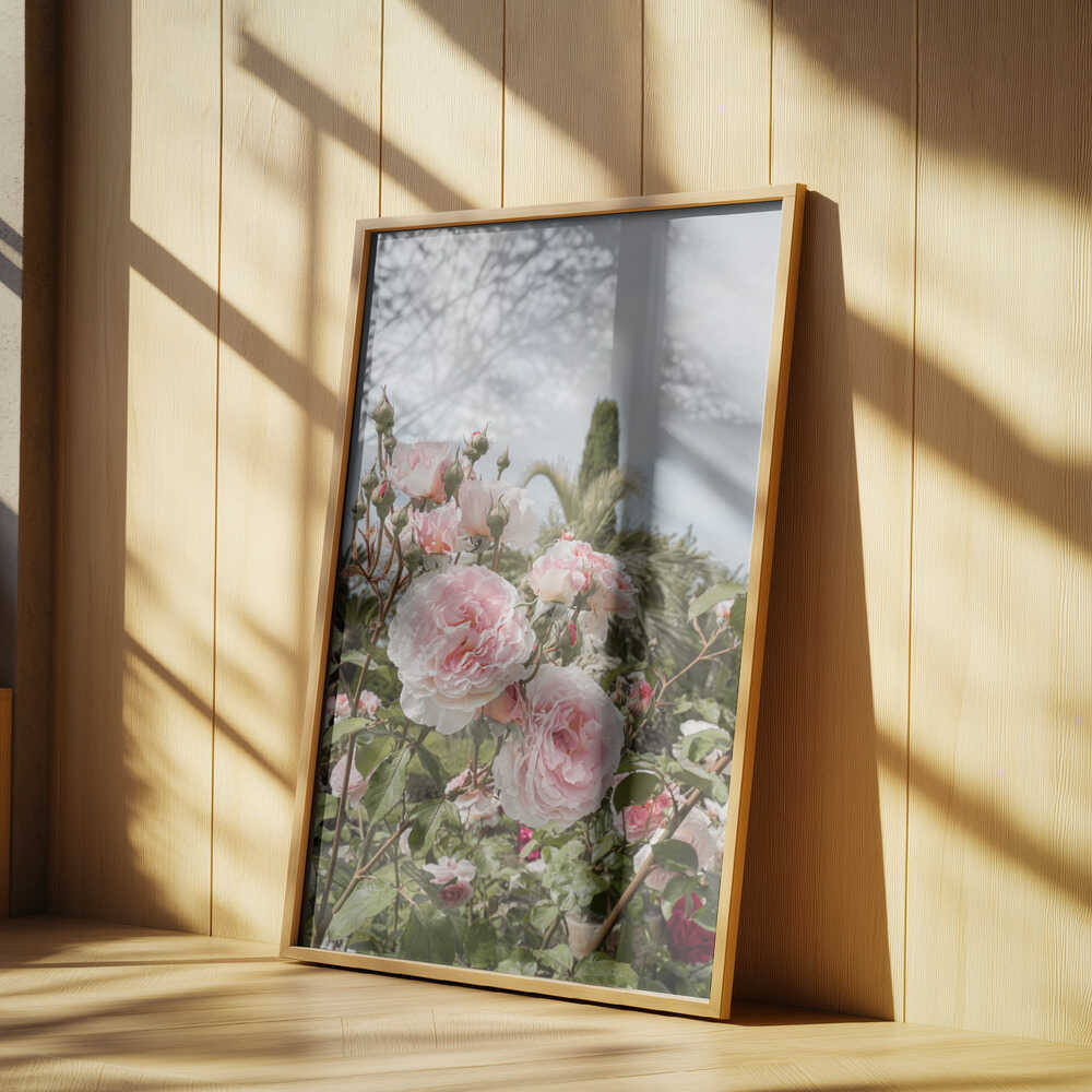 Garden Roses Poster