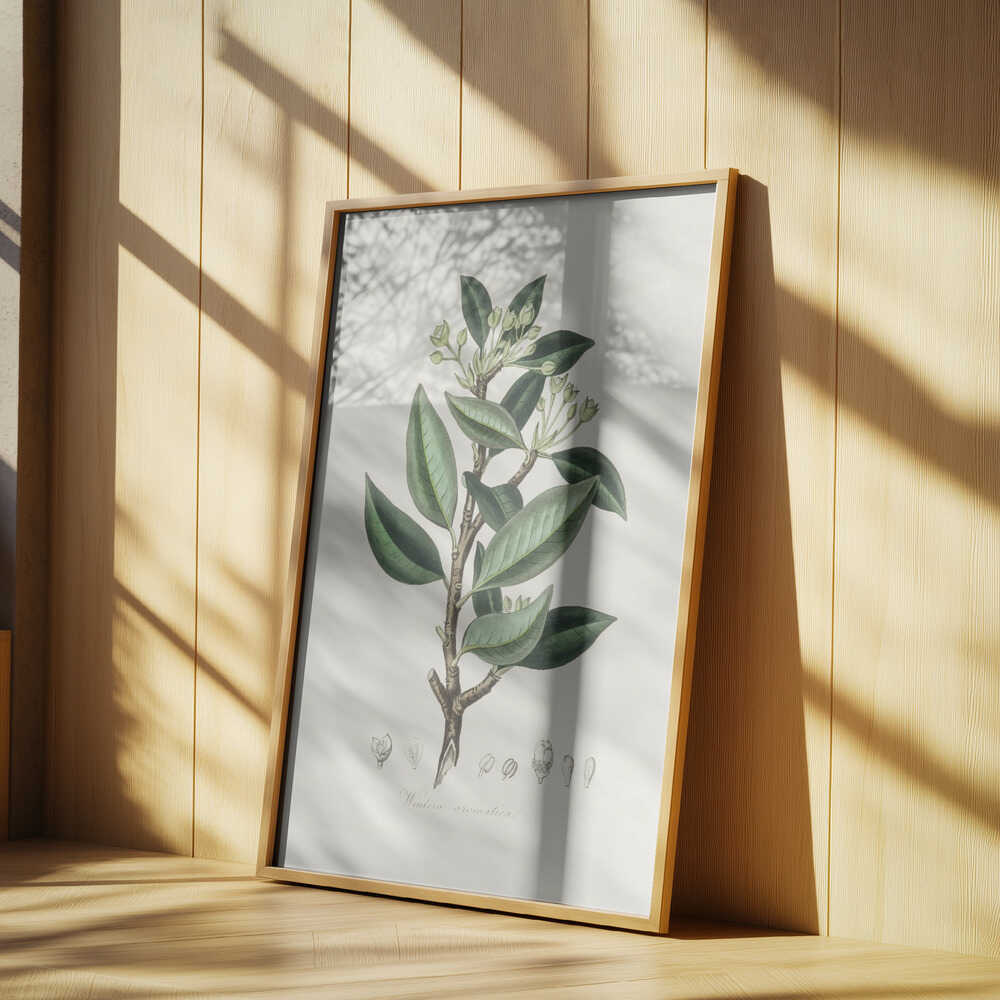 Wintera Aromatica Medical Botany Poster