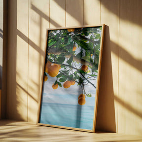 Amalfi Coast Oranges IV Poster