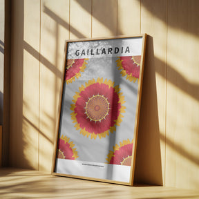 Gaillardia - National flower of Belgium Poster