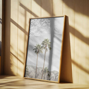 Palm Springs Palms Poster