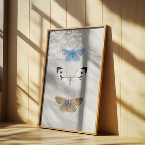 English Butterlies 2 Poster