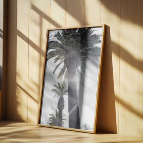 Palm Trees Poster
