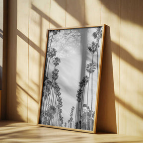 Palm Alley Poster