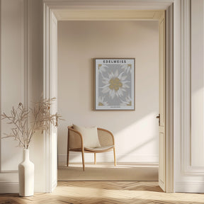Edelweiss - National flower of Switzerland Poster