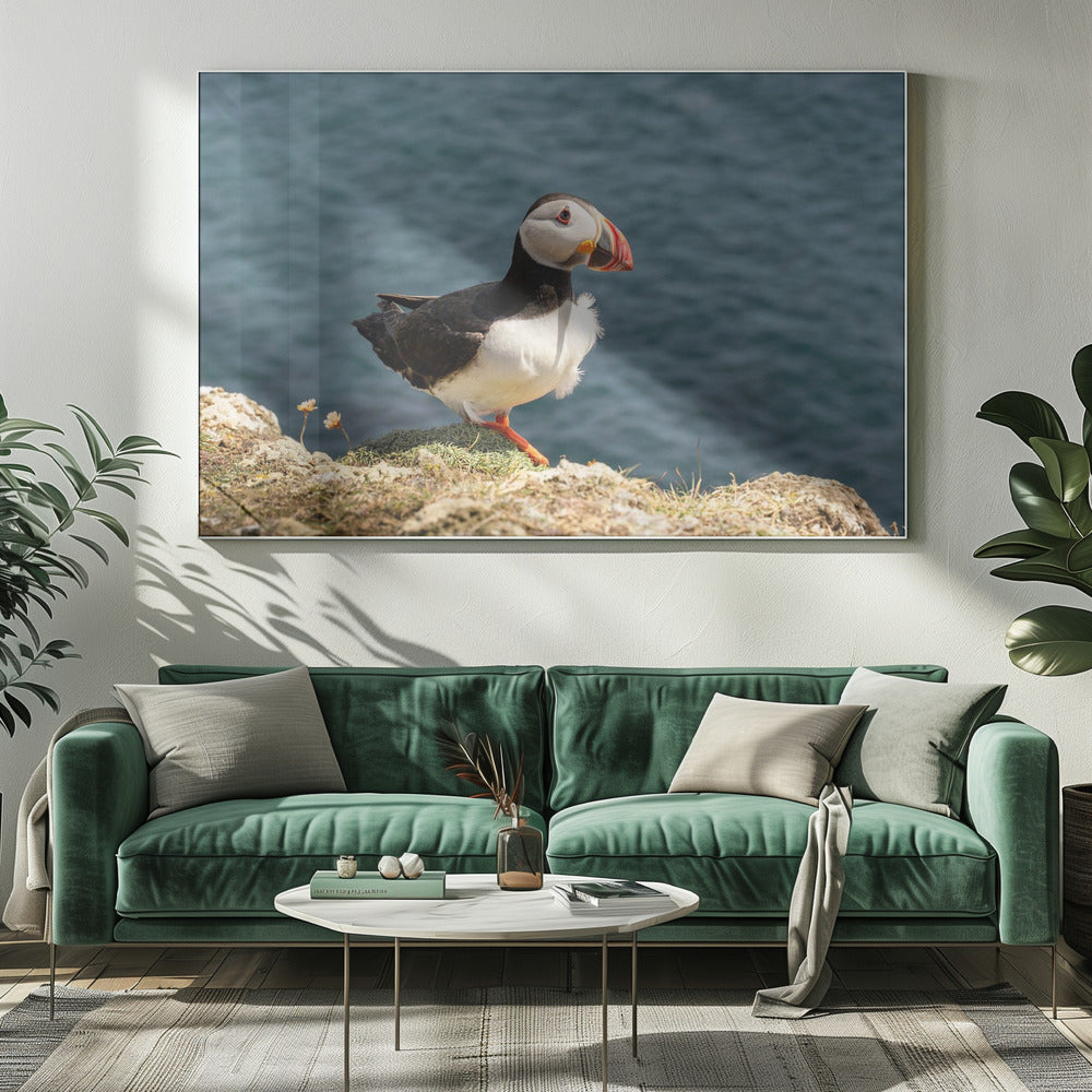 Puffin on Canna Island Poster