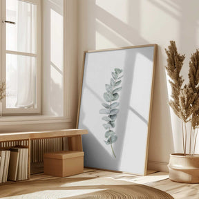 Eucalyptus II Poster
