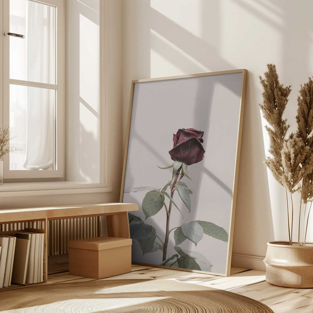 Rose Poster