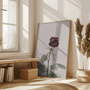 Rose Poster