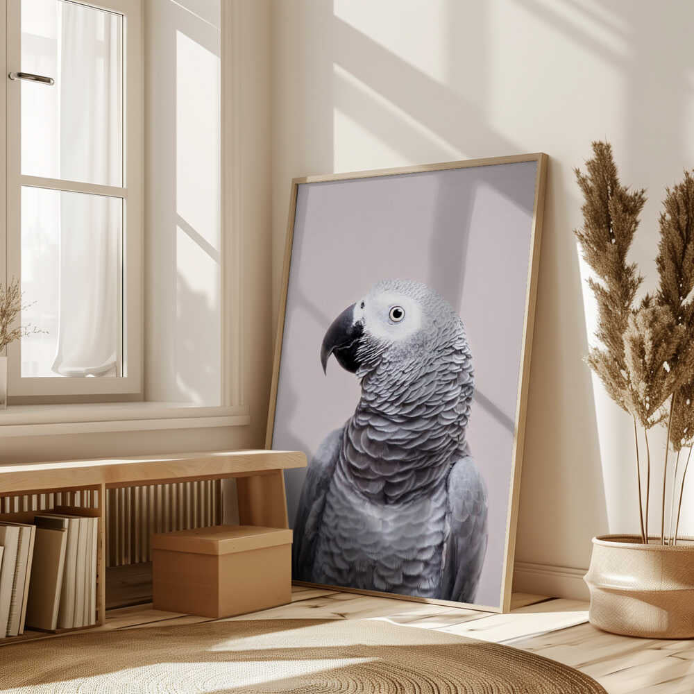 African Grey Poster