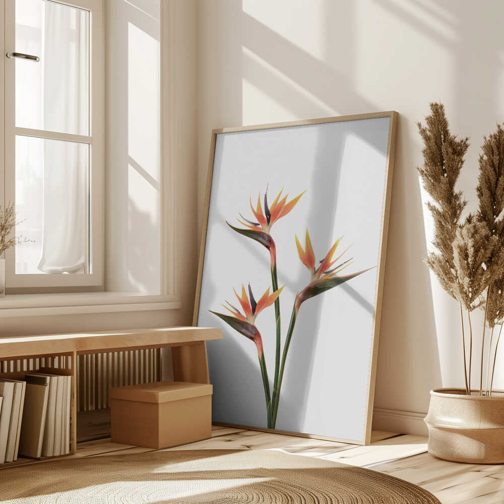 Birds of Paradise Poster