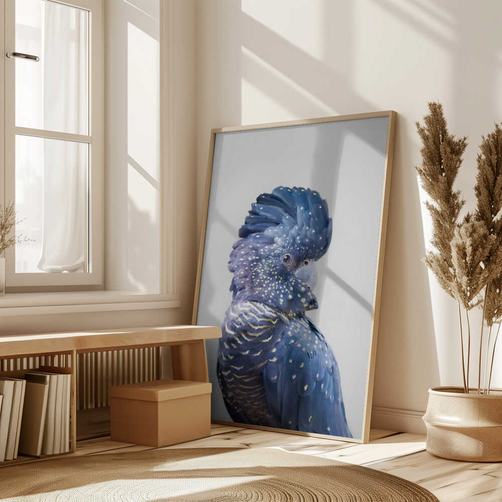 Black Cockatoo Poster