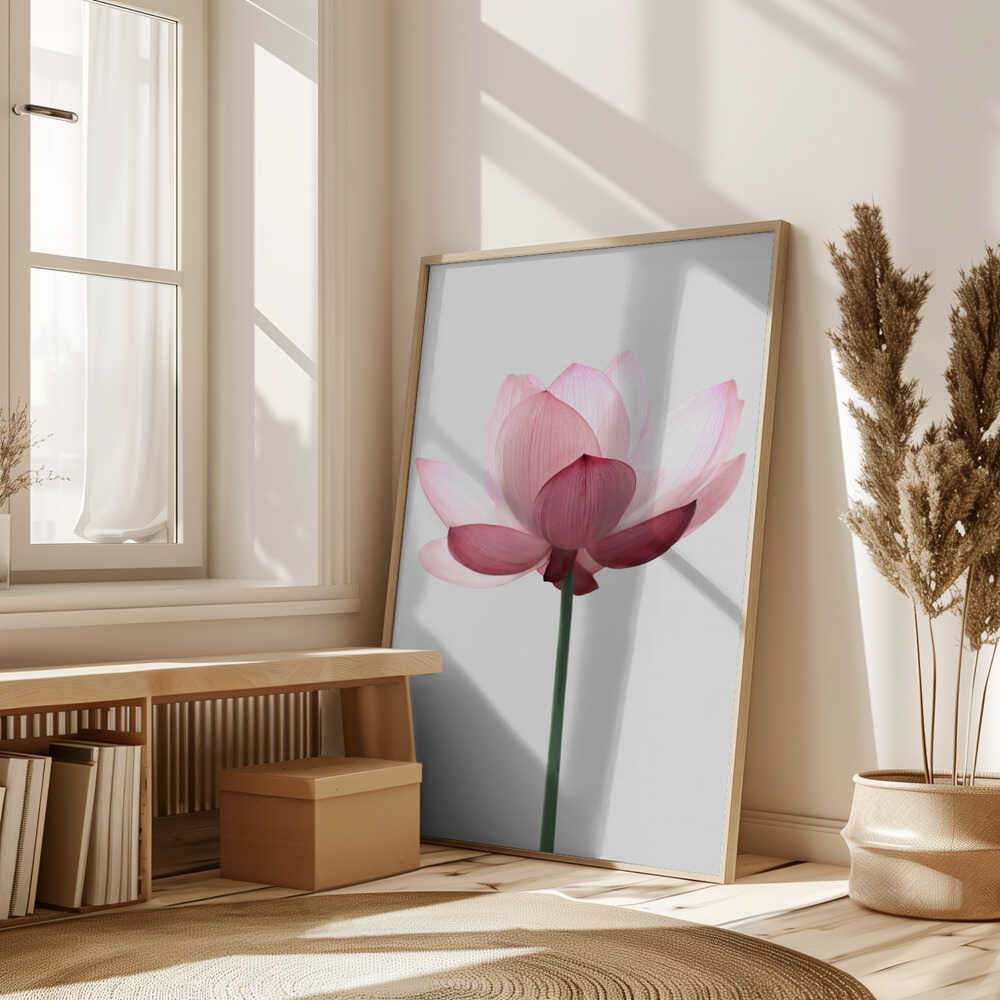Lotus Flower Poster
