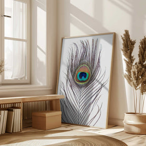 Peacock Feather Poster