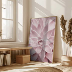 Pink Succulent Poster