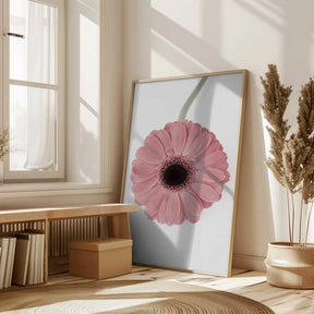 Pink Gerbera II Poster