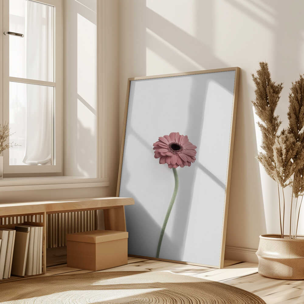 Pink Gerbera Poster