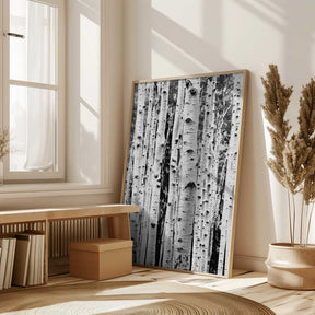 Birches Poster