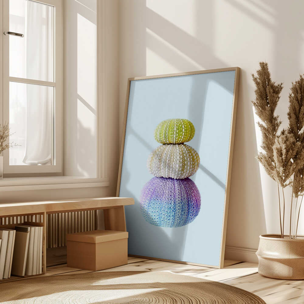 Sea Urchins Poster
