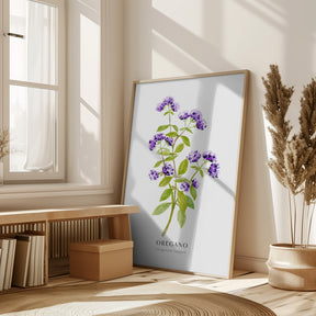 Oregano I Poster