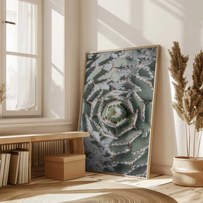 Spiral Succulent Maze Poster