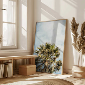 Sunlit Fronds Poster