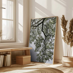 Ethereal Canopy Poster