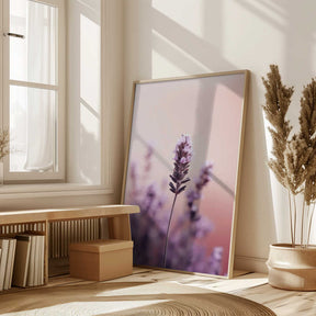 Lavender Serenity Poster