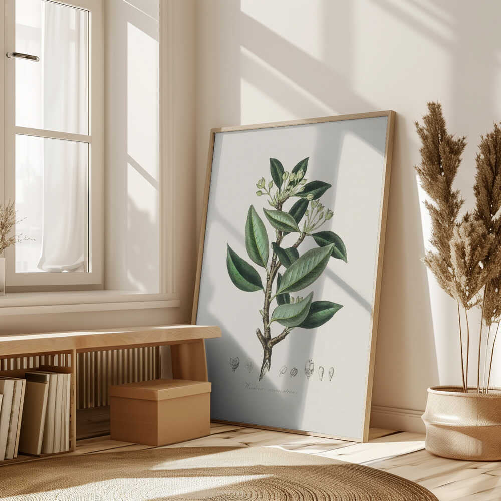 Wintera Aromatica Medical Botany Poster