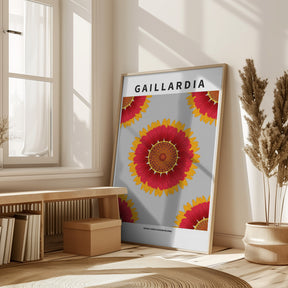 Gaillardia - National flower of Belgium Poster